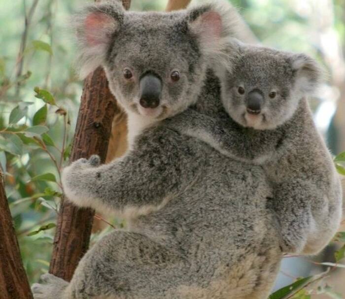 Lone Pine Koala Sanctuary - Main Image