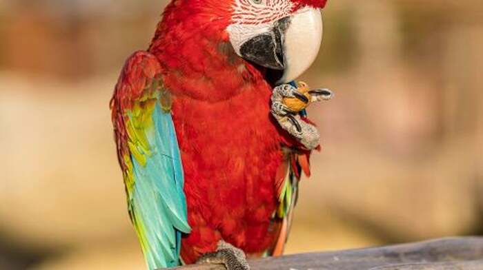 Parrot World: Day Ticket Child - Main Image