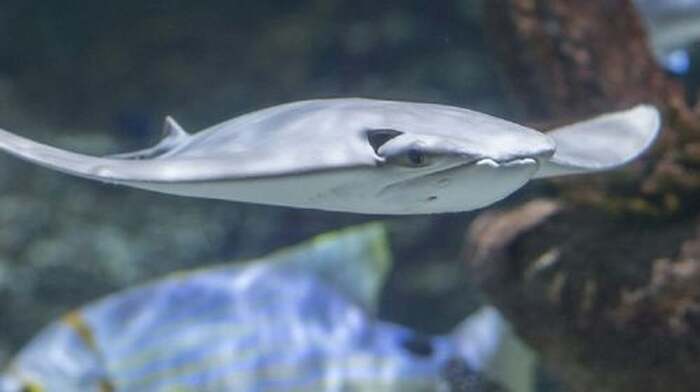 Seaquarium Le Grau-du-Roi: Entry Ticket Child - Main Image