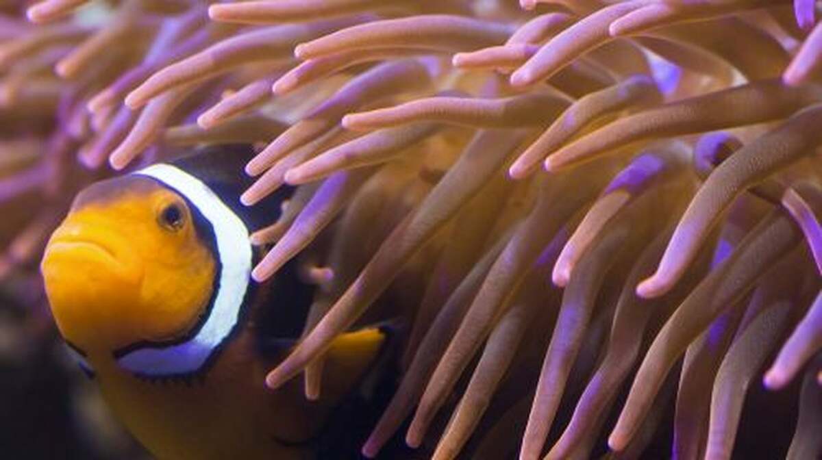 SEA LIFE Hannover: Entry Ticket Adult - Main Image