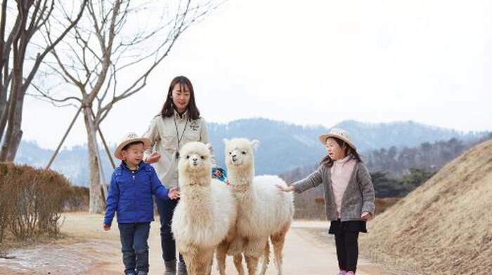 Gyeonggi-do|Alpaca World x Nami Island x Garden of Morning Calm Day Tours - Main Image