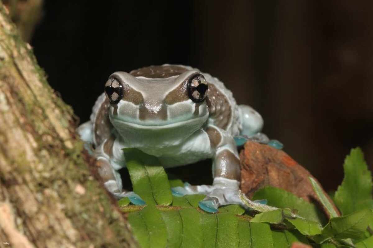 KawaZoo Frog House Entrance Ticket | Shizuoka - Main Image