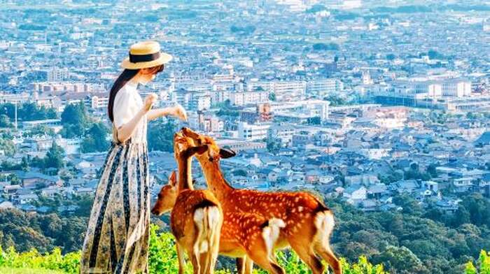 Cute Deer Adventure|Kyoto and Osaka Day Tour with Nara Park, Fushimi Inari Taisha, and Arashiyama Day Tours - Main Image
