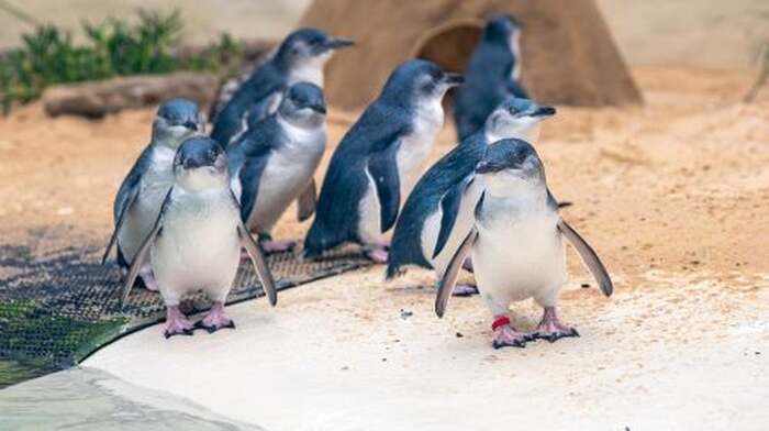 Sydney Zoo - Main Image