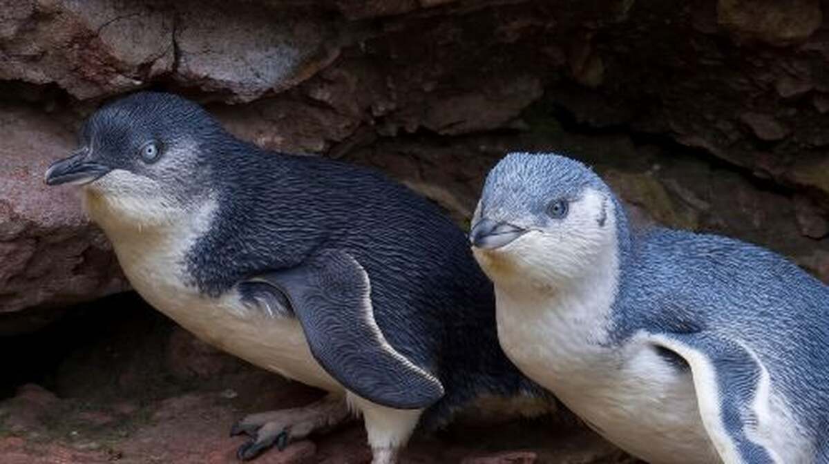 Christchurch Day Tour from Akaroa: Penguin Watching Tour 44547 - Main Image