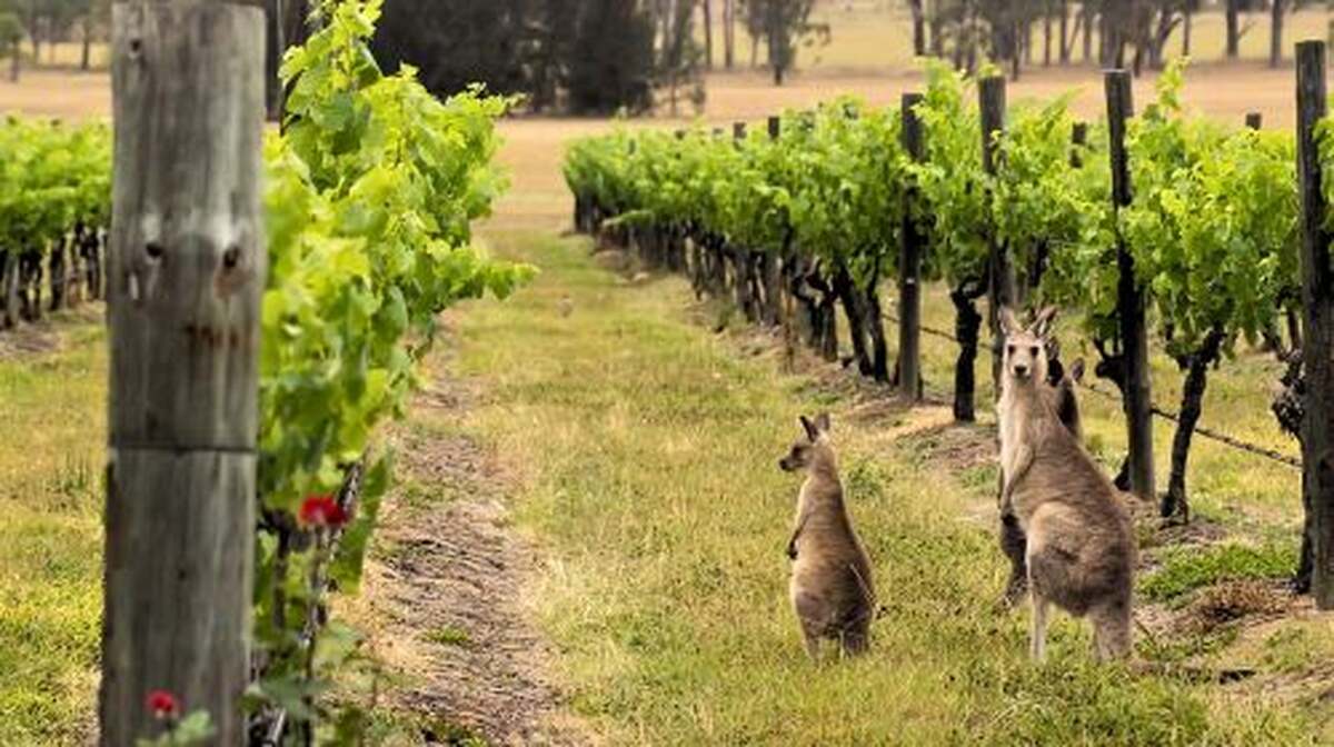 Hunter Valley: Wine, Chocolate and Lunch All Inclusive Tour Day Tours - Main Image