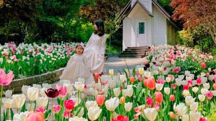 Gyeonggi Province|Nami Island x Petite France x Italian Village x The Garden of Morning Calm Day Tours - Main Image