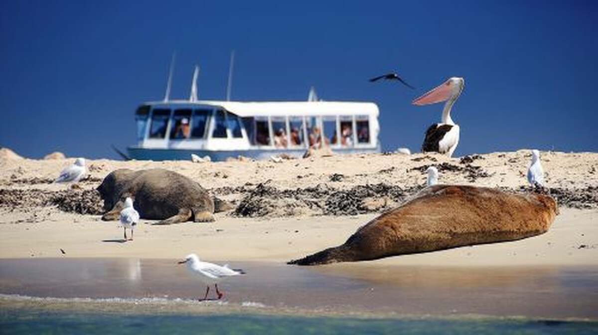 Dolphin, Sea Lion and Penguin Island Cruise - Main Image