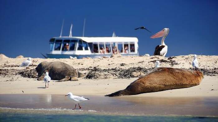 Dolphin, Sea Lion and Penguin Island Cruise - Main Image