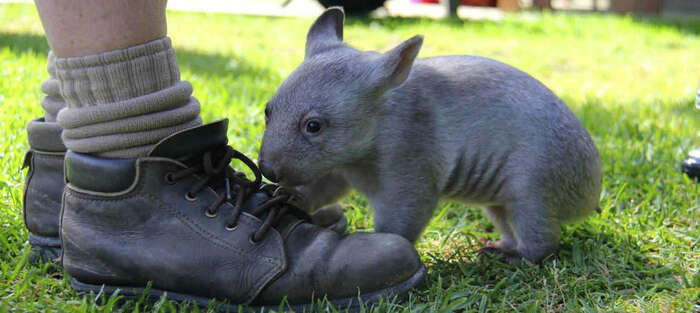 Bonorong Wildlife Sanctuary Tickets - Main Image