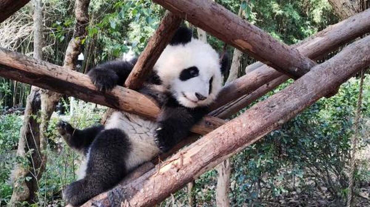 Panda Valley / Dujiangyan / Bipenggou / Siguniang Scenic Area Private Tour (Customized Itinerary) Day Tours - Main Image