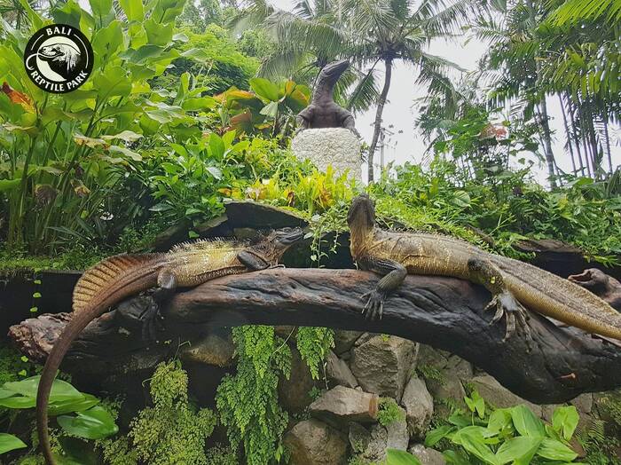 Bali Reptile Park